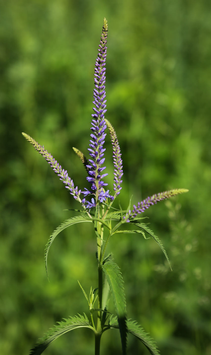 Image of Veronica longifolia specimen.