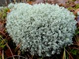 Cladonia arbuscula. Таллом. Литва, лeвый берег Немана на границе с Белоруссией, лес Бугеда. 04.11.2016.