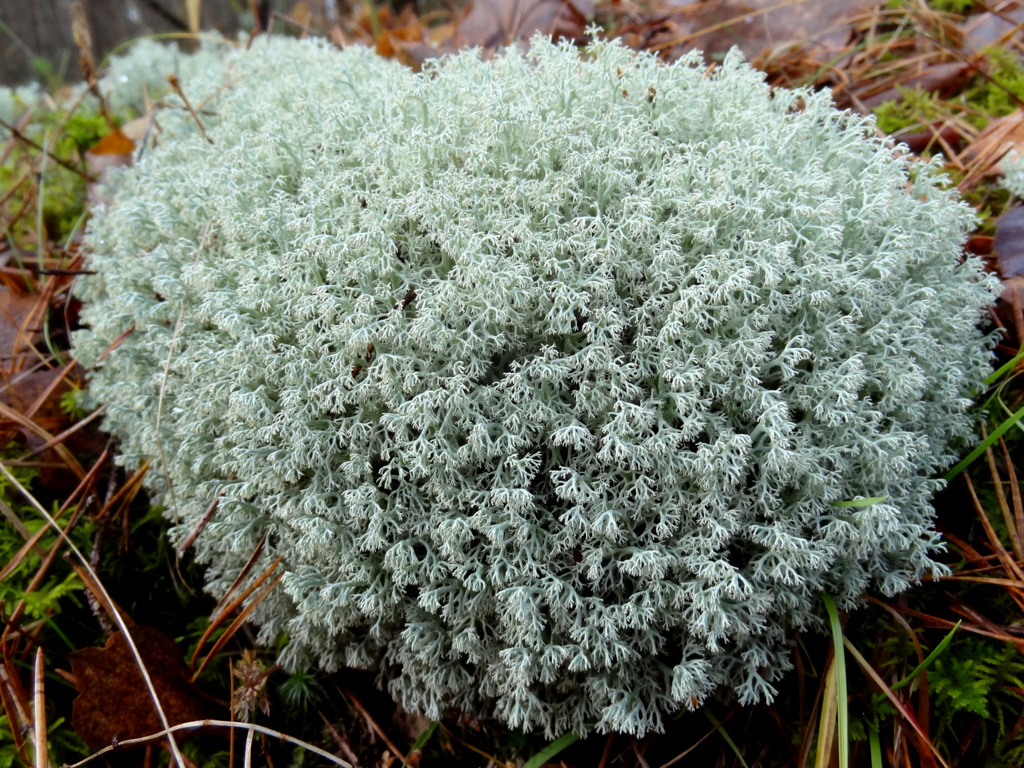 Изображение особи Cladonia arbuscula.