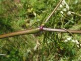 Chaerophyllum bulbosum. Часть стебля с листьями. Украина, г. Запорожье, южная часть о-ва Хортица, возле дороги. 11.06.2016.