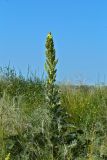 Verbascum speciosum. Цветущее растение. Молдова, Криулянский р-н, окр. с. Бутучены. 04.06.2015.