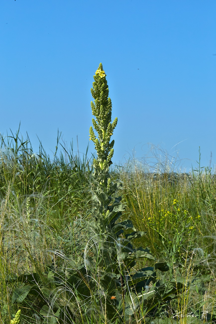 Image of Verbascum speciosum specimen.