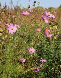 Cosmos bipinnatus