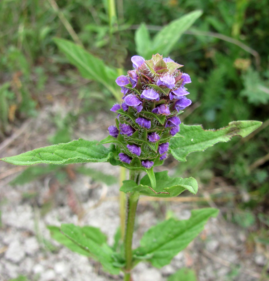 Image of Prunella vulgaris specimen.