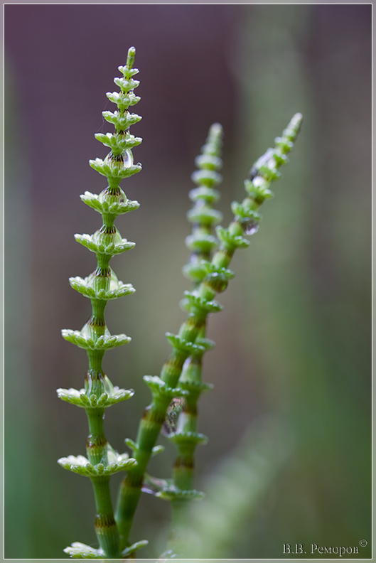 Image of Equisetum pratense specimen.