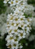 Spiraea &times; cinerea