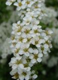 Spiraea × cinerea. Цветки. Пенза, Ботанический сад ПГУ, в культуре. 11 мая 2016 г.