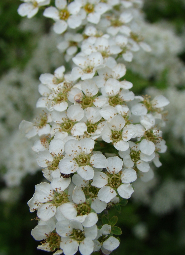 Image of Spiraea &times; cinerea specimen.