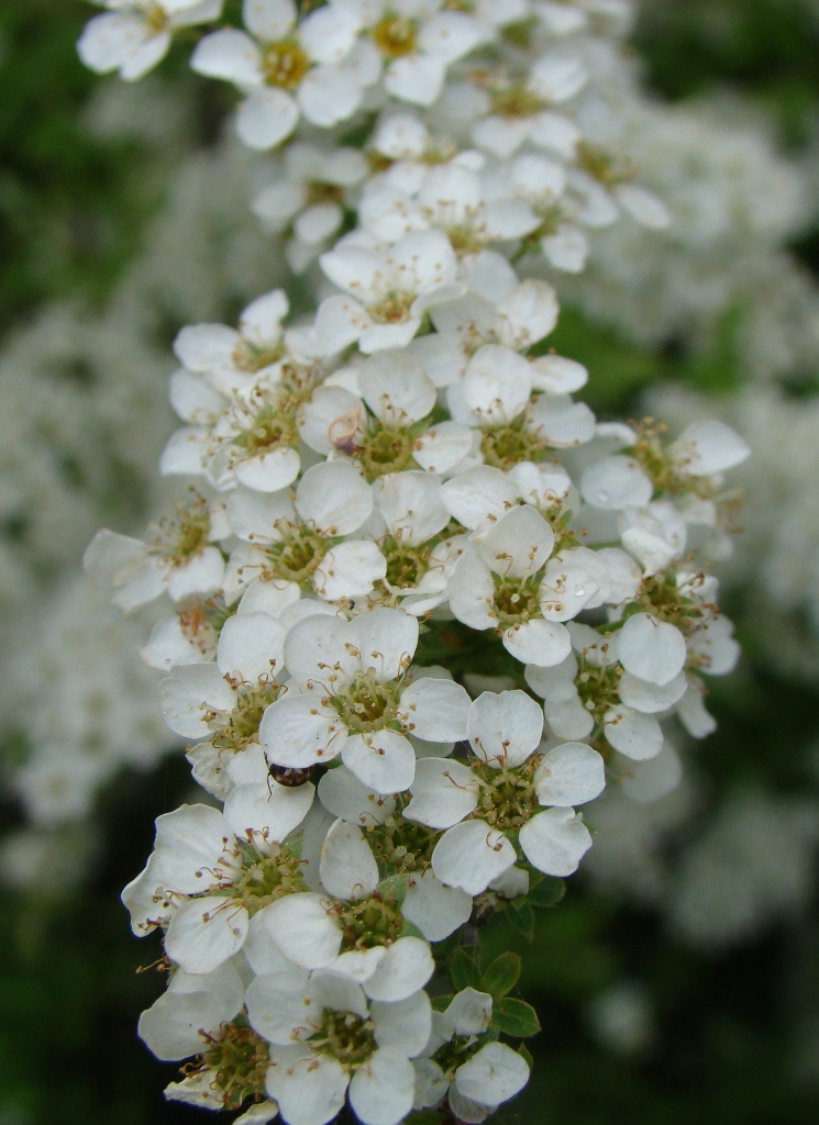 Изображение особи Spiraea &times; cinerea.