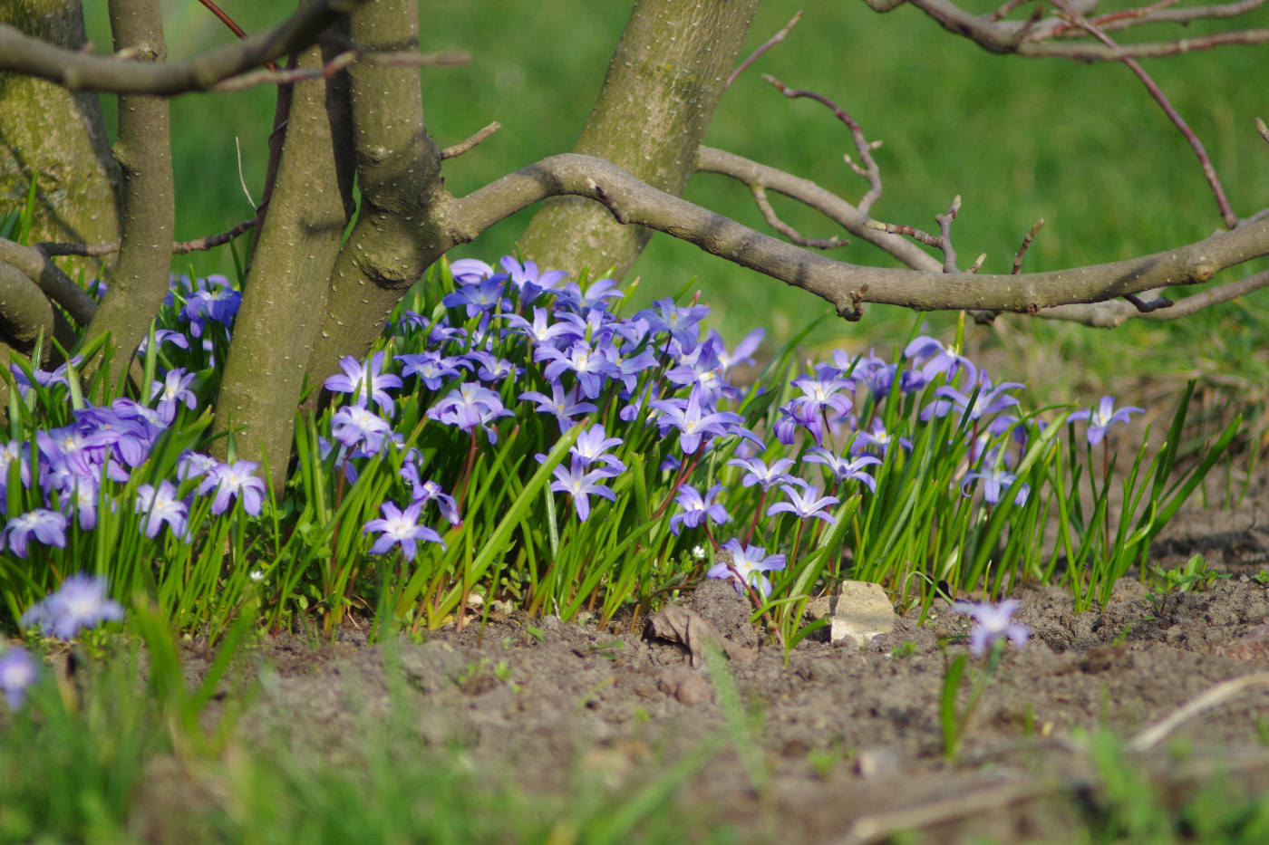 Изображение особи Chionodoxa luciliae.