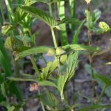 Scutellaria scordiifolia. Часть побега с плодами. Амурская обл., Бурейский р-н, окр. с. Виноградовка, высокий песчаный борт дороги в дубовом лесу. 15.07.2016.