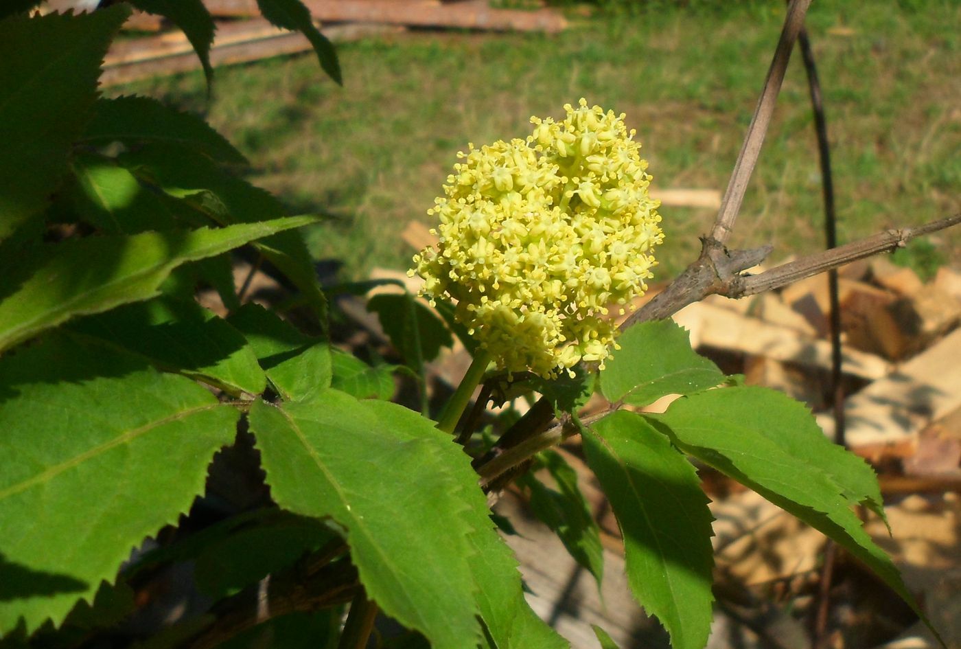 Image of Sambucus racemosa specimen.