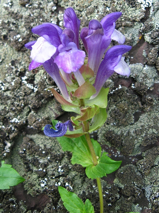 Image of Scutellaria altaica specimen.