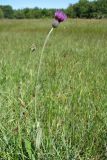 Cirsium dissectum. Цветущее растение. Нидерланды, провинция Friesland, о-в Schiermonnikoog, заболоченный луг. 13 июня 2009 г.