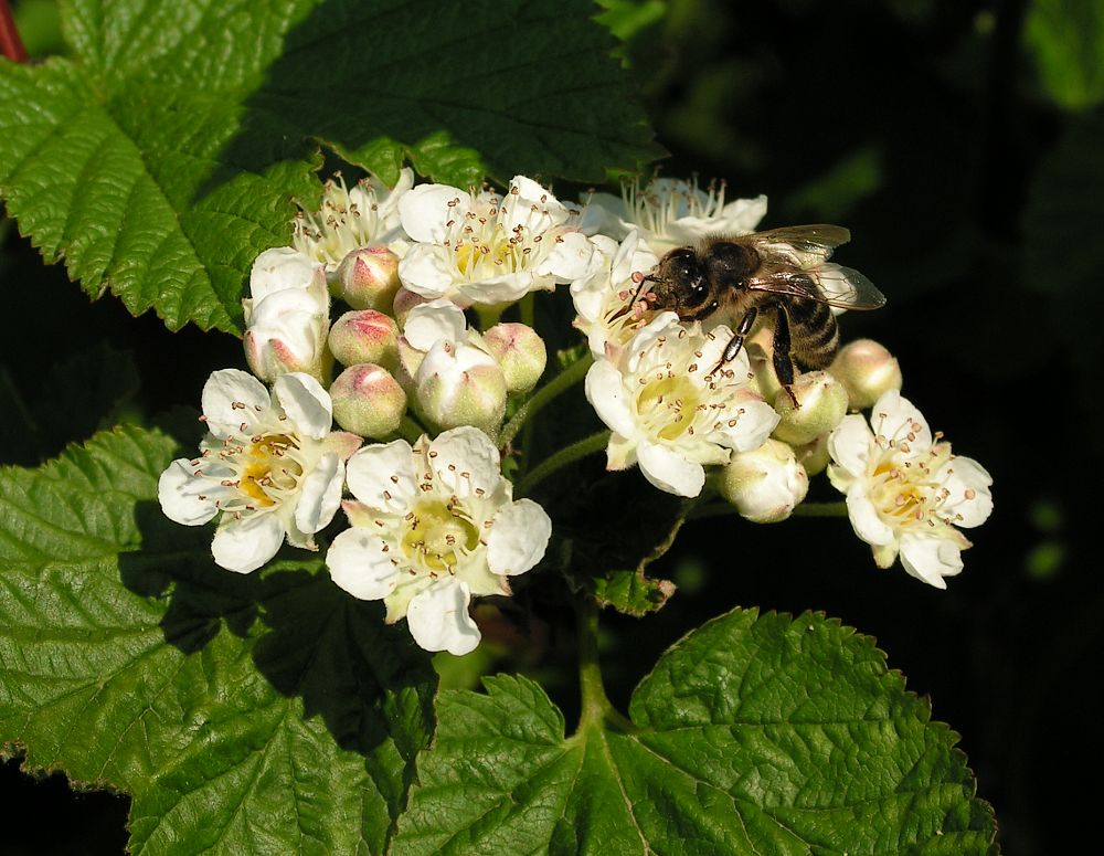 Image of Physocarpus amurensis specimen.