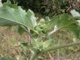 Xanthium strumarium