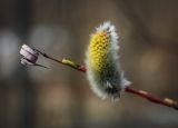 Salix acutifolia