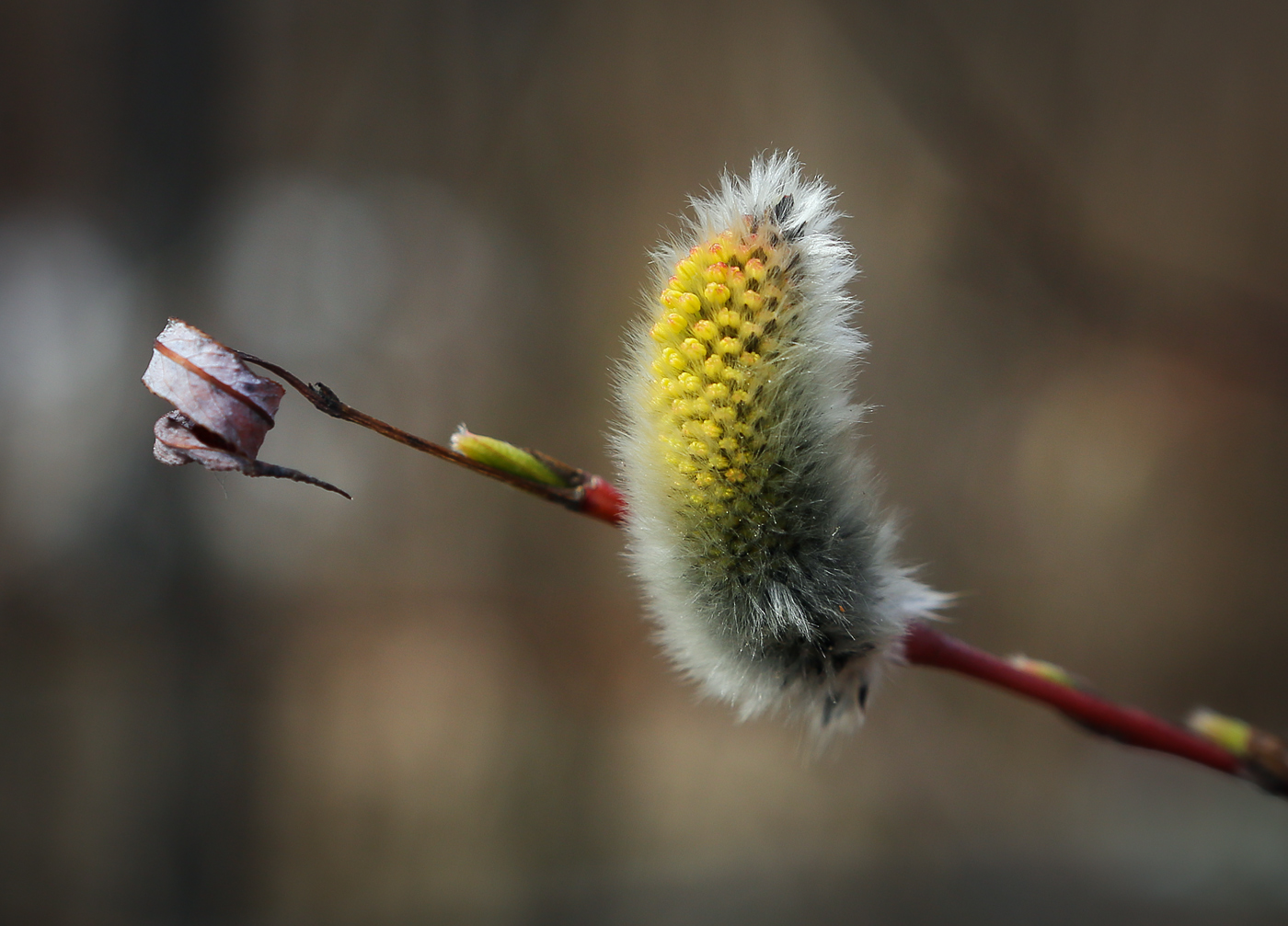 Image of Salix acutifolia specimen.