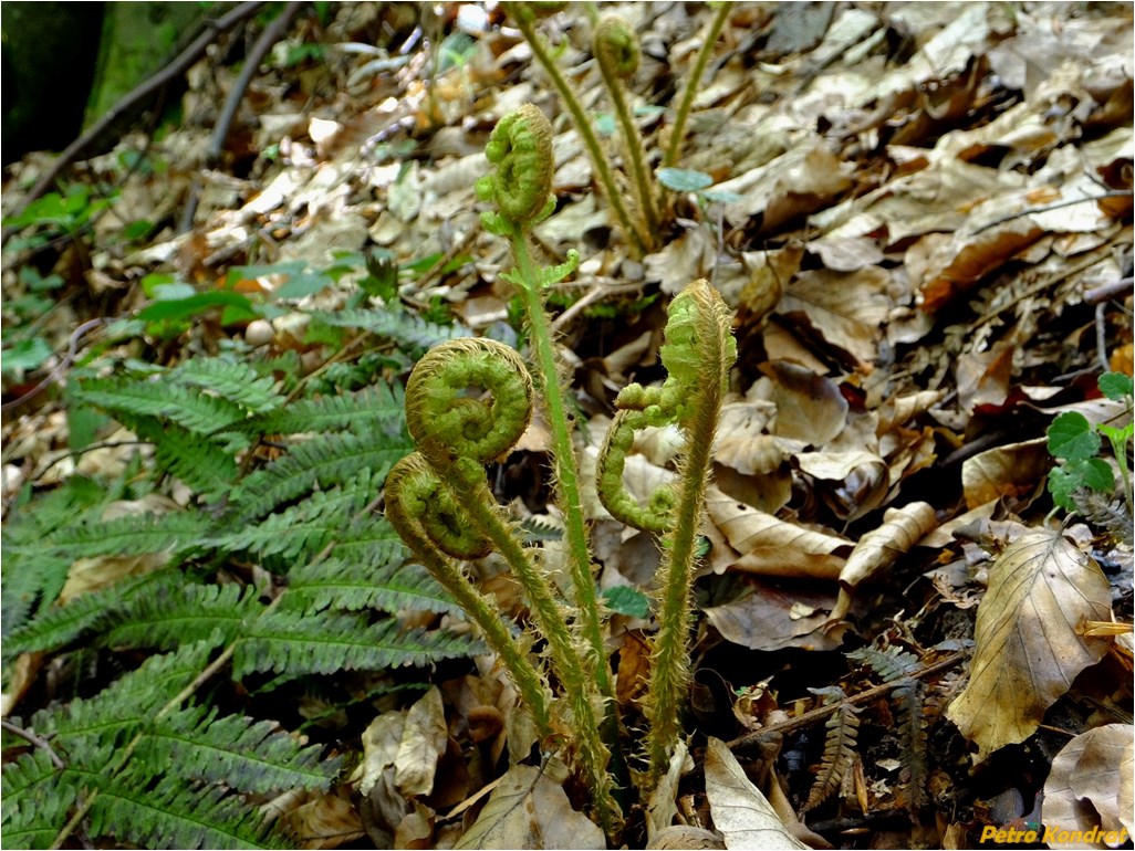 Изображение особи Dryopteris filix-mas.