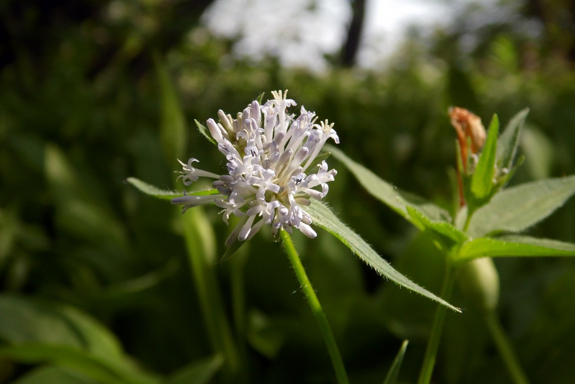 Image of Asperula caucasica specimen.