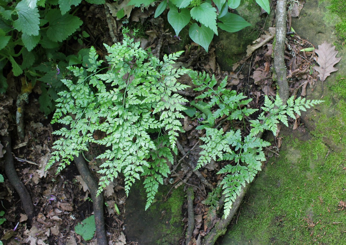 Изображение особи Asplenium adiantum-nigrum.