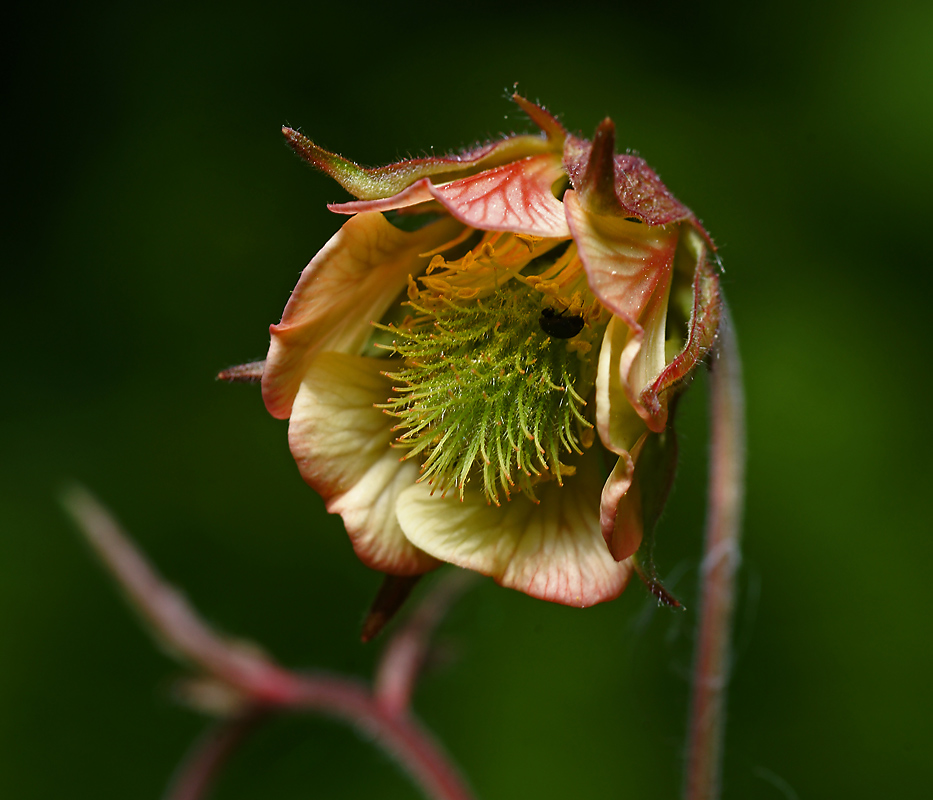 Изображение особи Geum rivale.