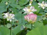 Nelumbo caspica