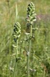 Delphinium puniceum