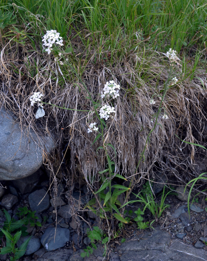 Image of Hesperis sibirica ssp. pseudonivea specimen.