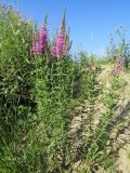 Lythrum salicaria