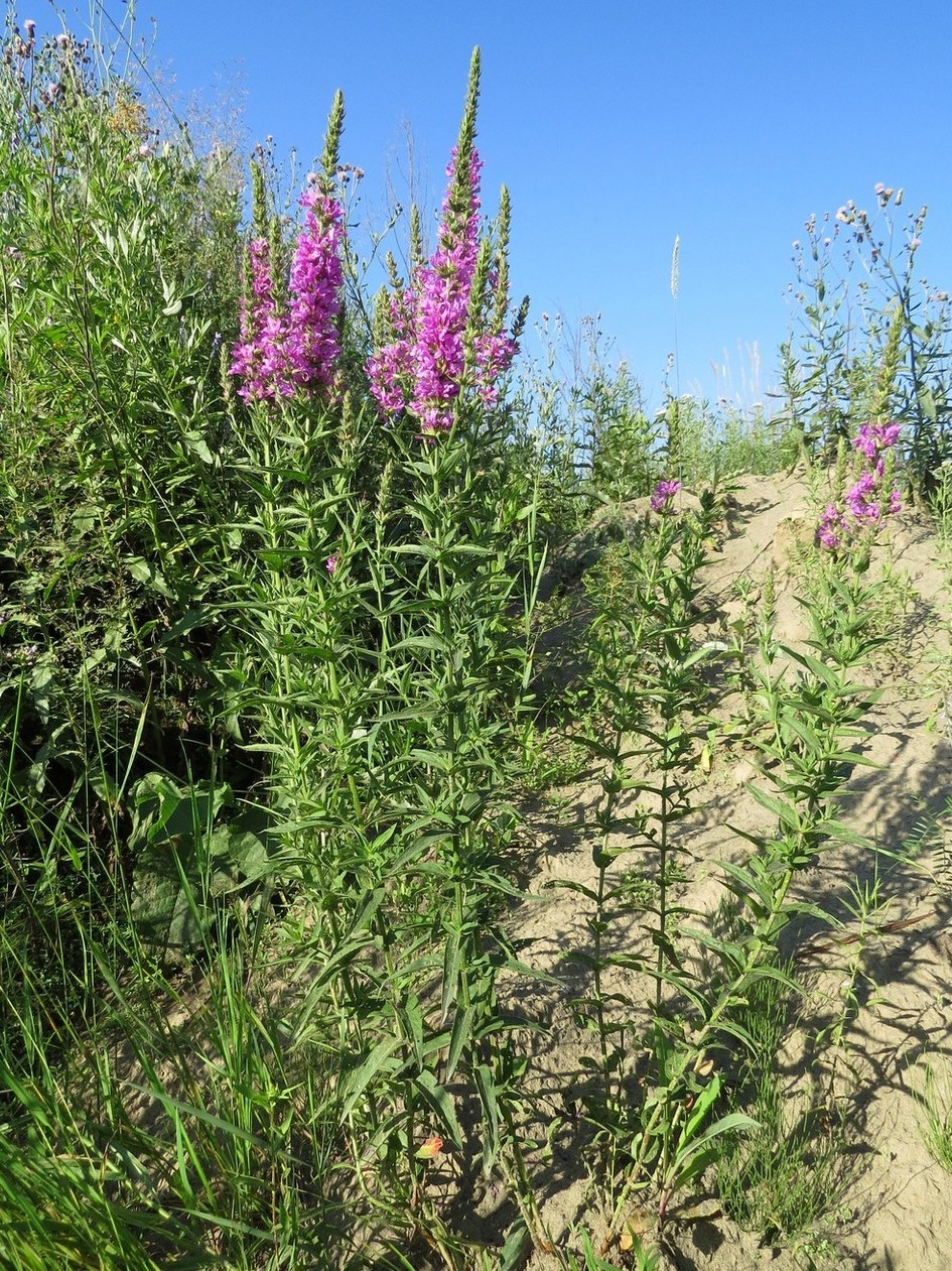 Image of Lythrum salicaria specimen.