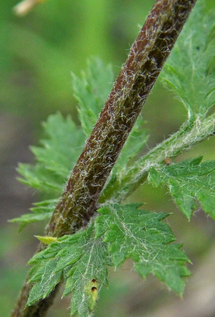 Image of Pyrethrum corymbosum specimen.