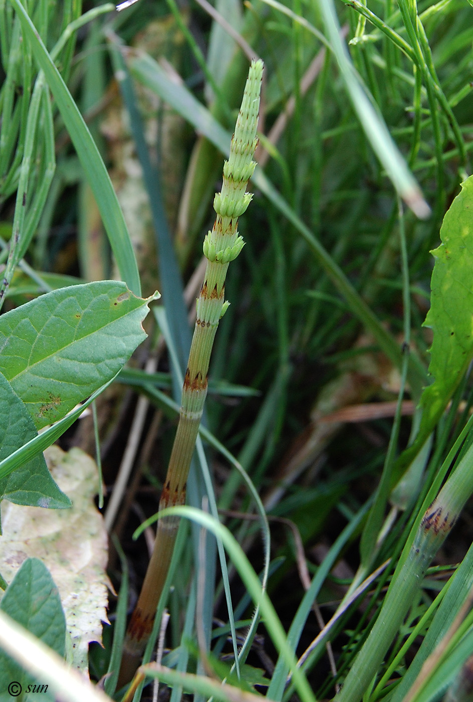 Image of Equisetum arvense specimen.