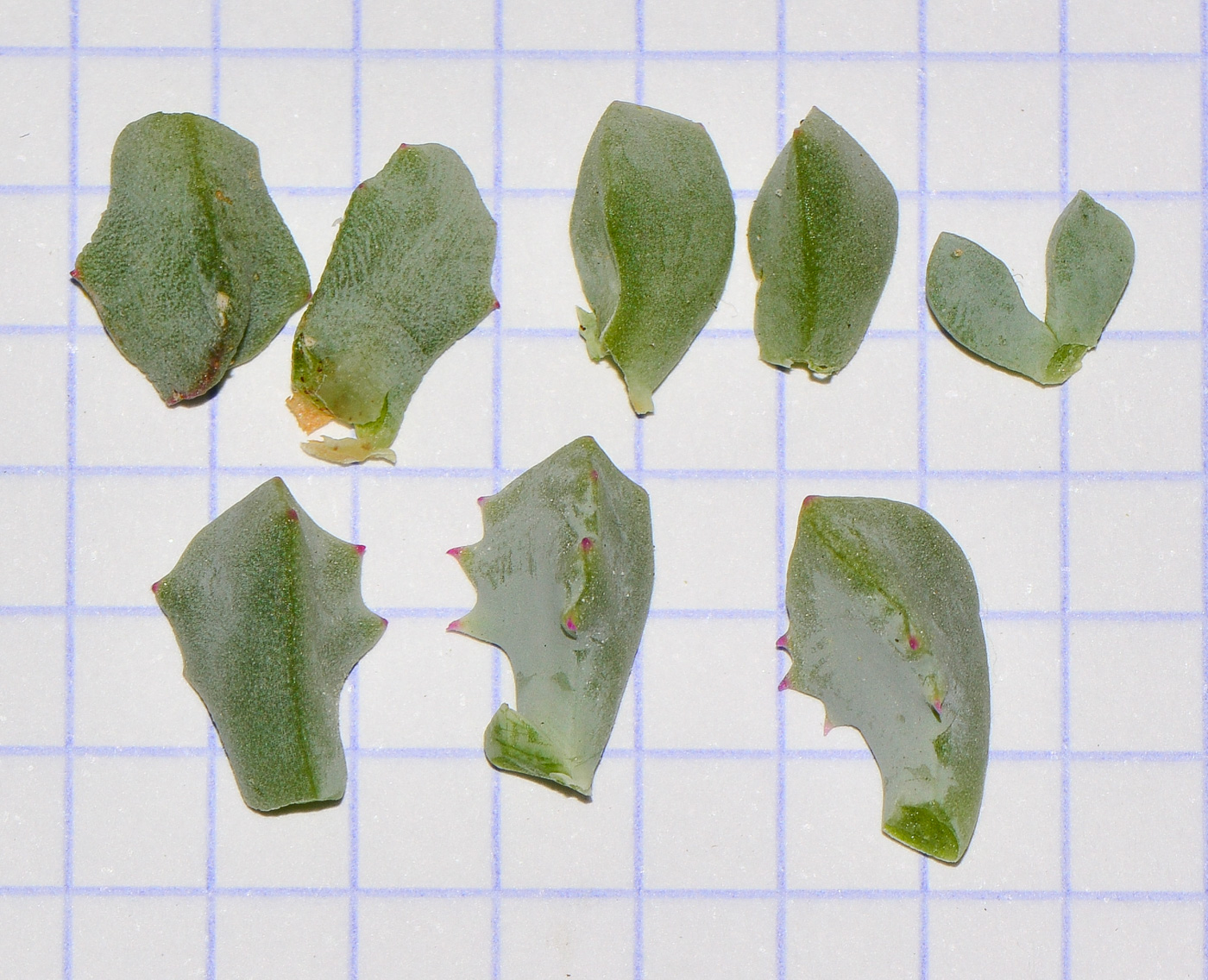 Image of Lampranthus deltoides specimen.