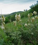 Astragalus glaucus. Цветущие растения. Крым, окр. Феодосии, Армутлукская долина, луговая степь. 17 мая 2017 г.