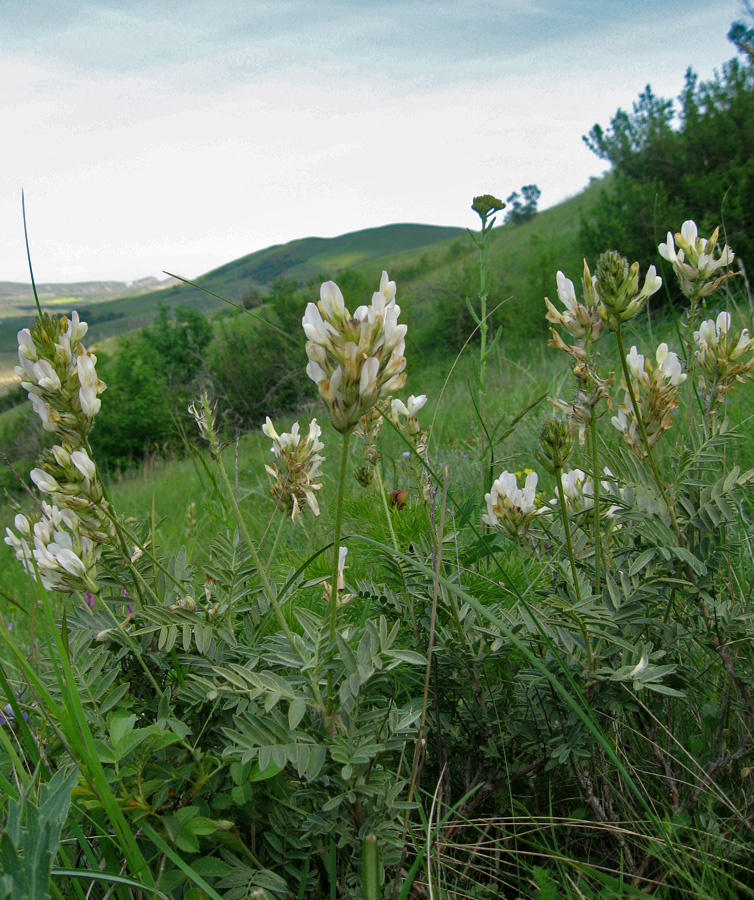 Изображение особи Astragalus glaucus.