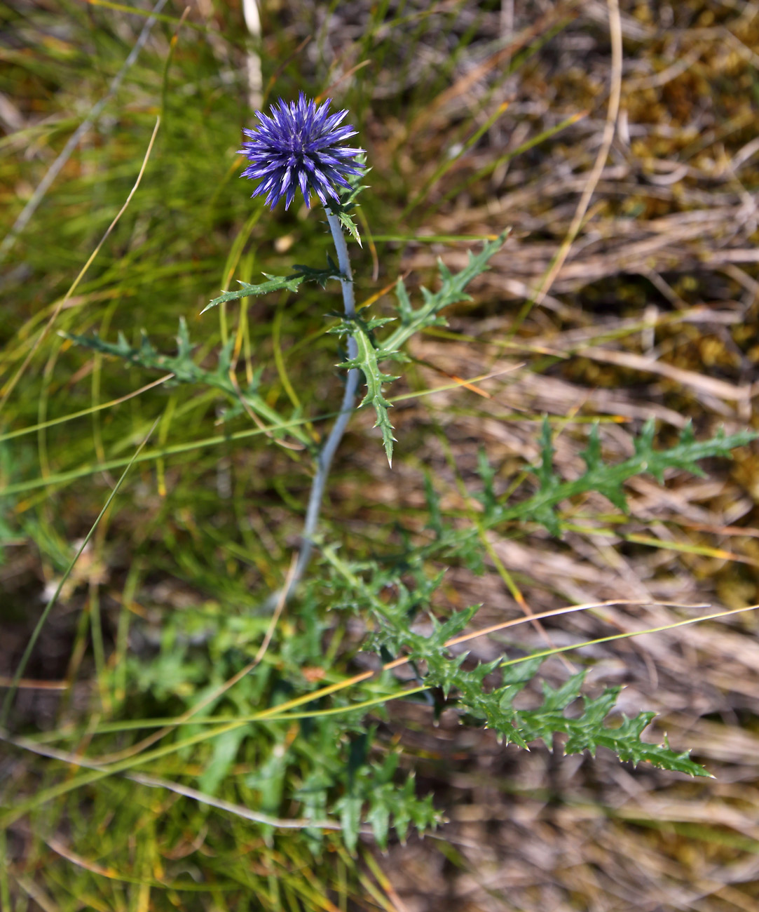 Image of Echinops sibiricus specimen.