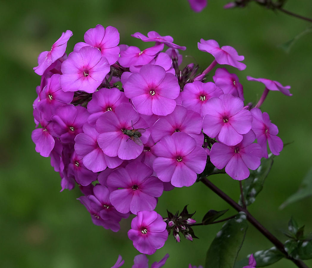 Изображение особи Phlox paniculata.