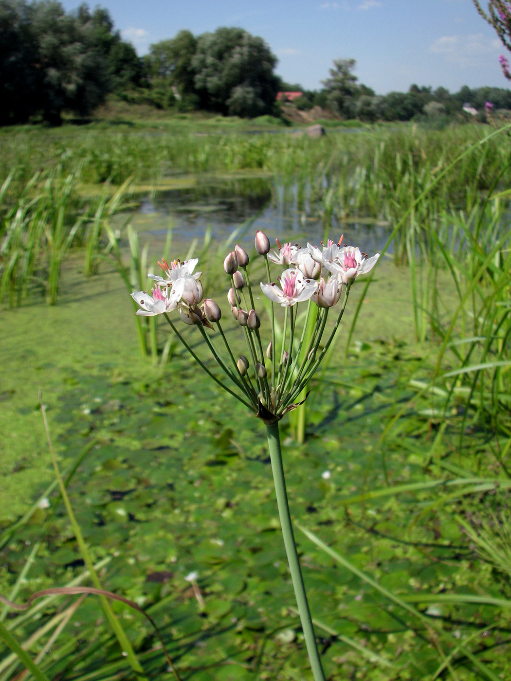 Изображение особи Butomus umbellatus.