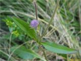 Succisa pratensis