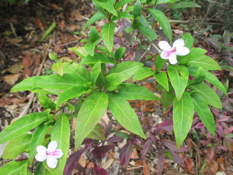 Изображение особи Barleria cristata.