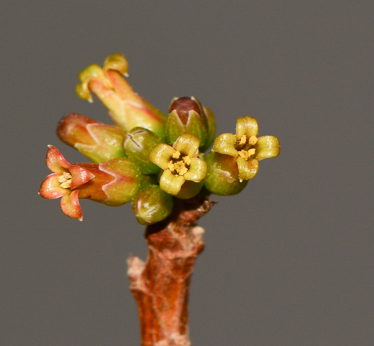 Image of Commiphora habessinica specimen.