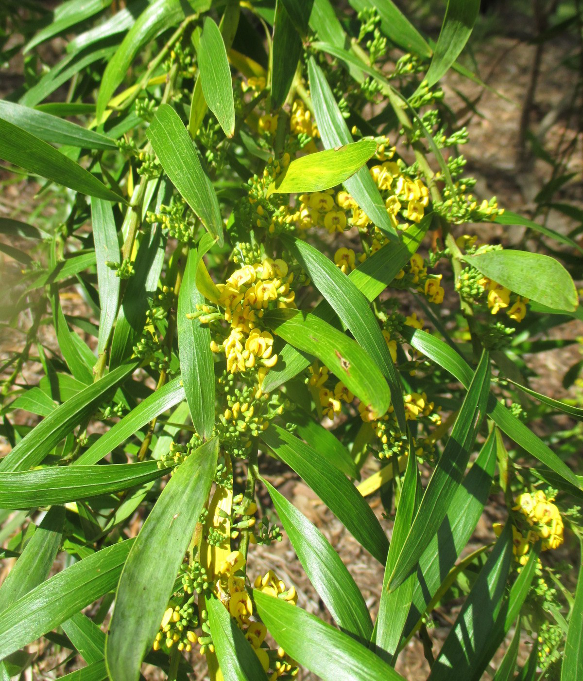 Image of Daviesia arborea specimen.