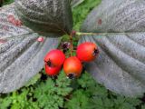 Sorbus migarica. Плоды. Москва, ГБС РАН. 10.09.2017.