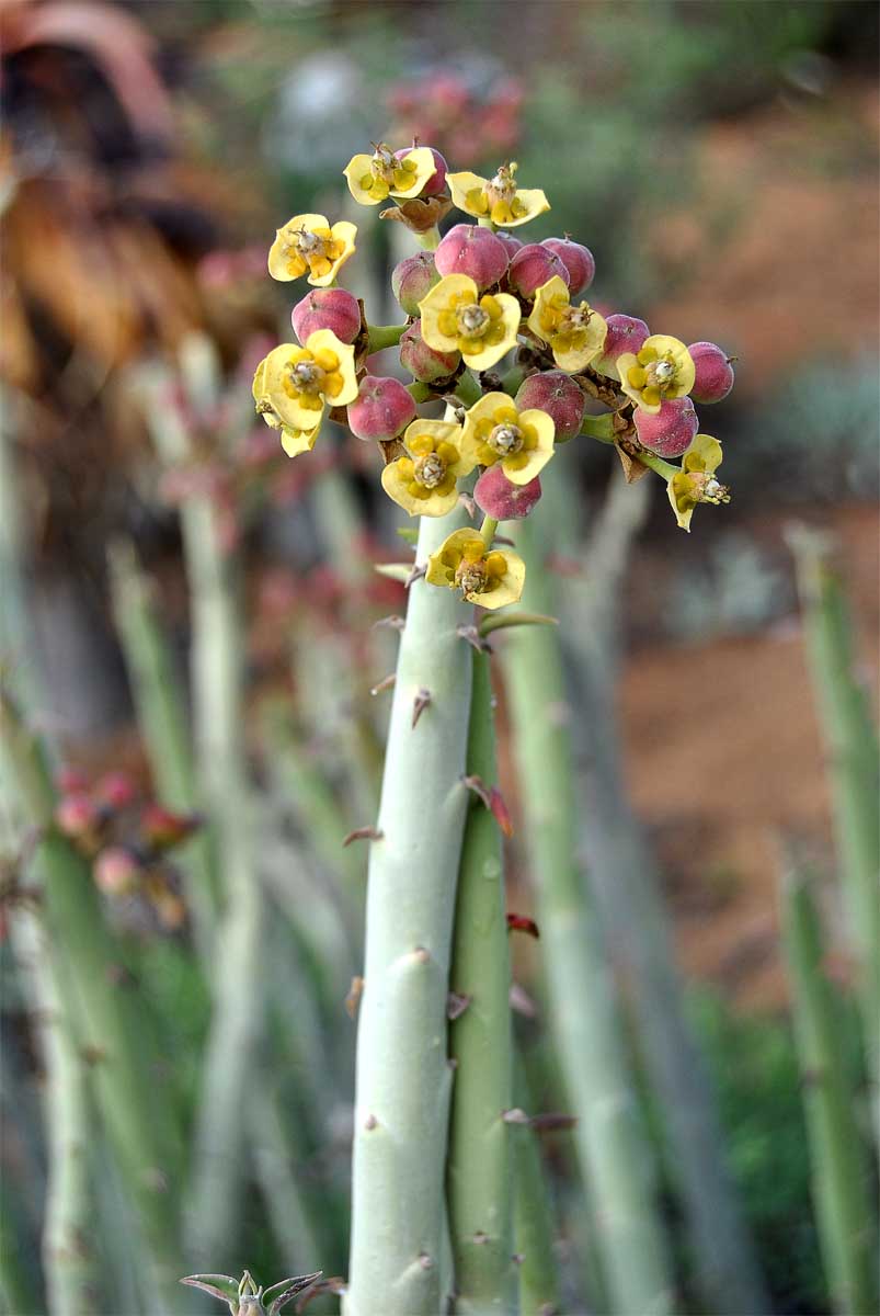 Изображение особи Euphorbia dregeana.