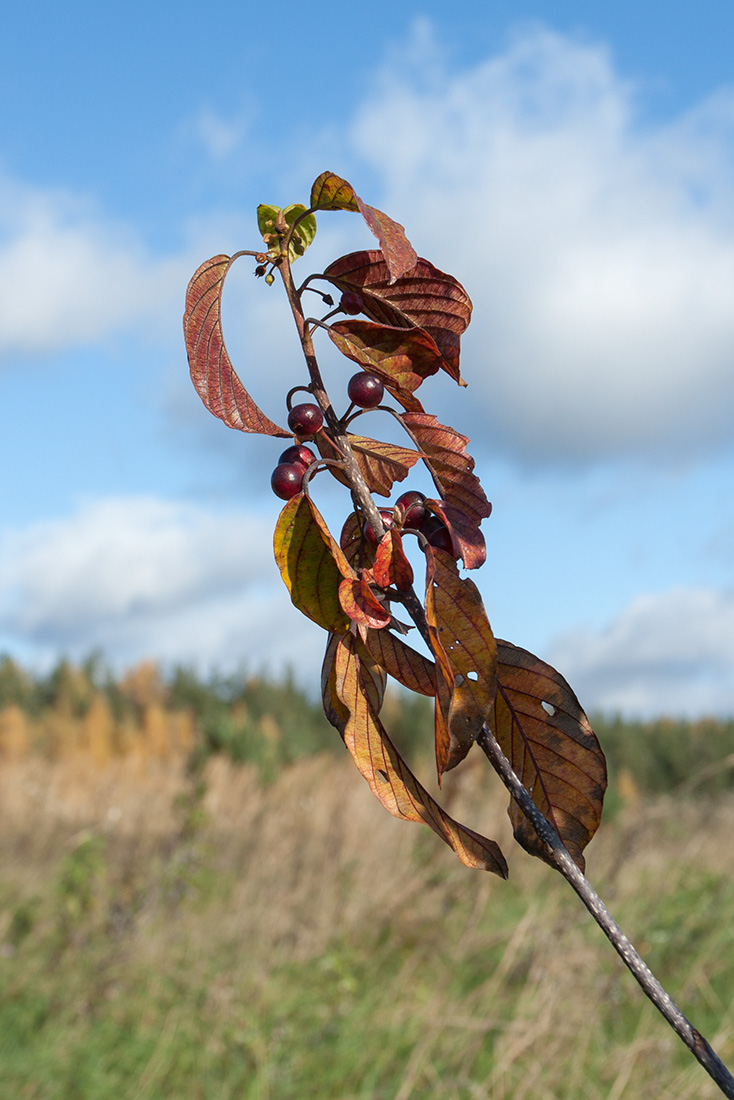 Изображение особи Frangula alnus.