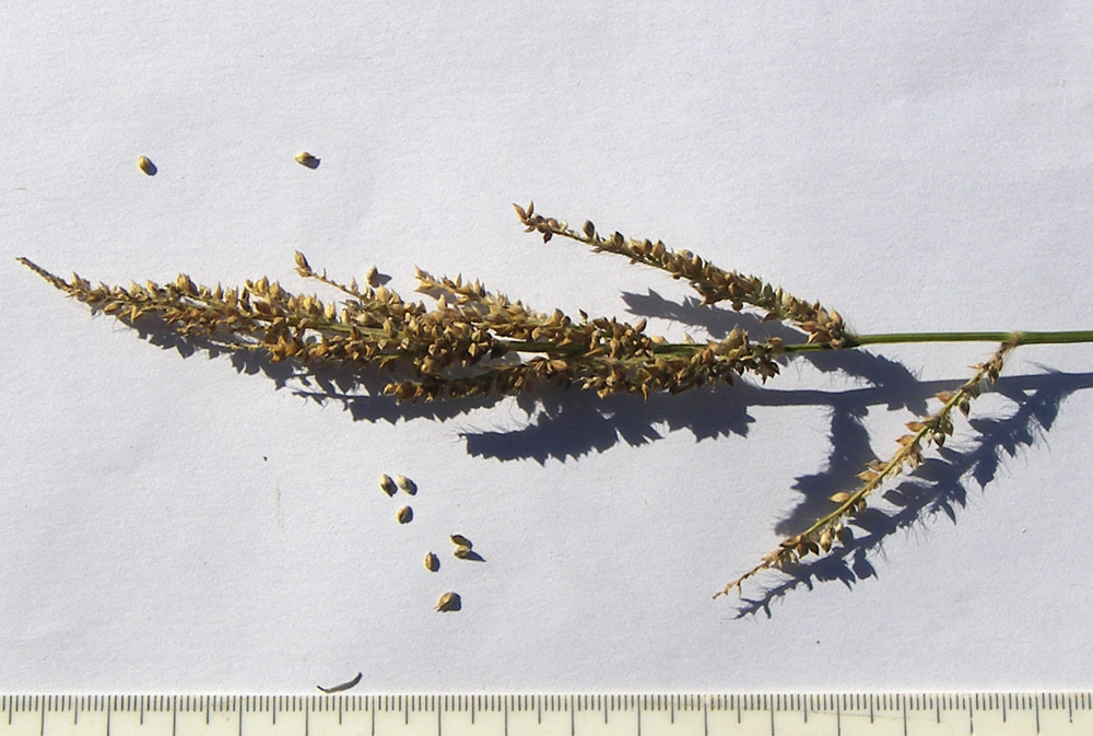 Image of Echinochloa occidentalis specimen.