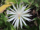 Epiphyllum hookeri. Цветок. Австралия, г. Брисбен, частная застройка, полуодичавшее. 22.12.2016.