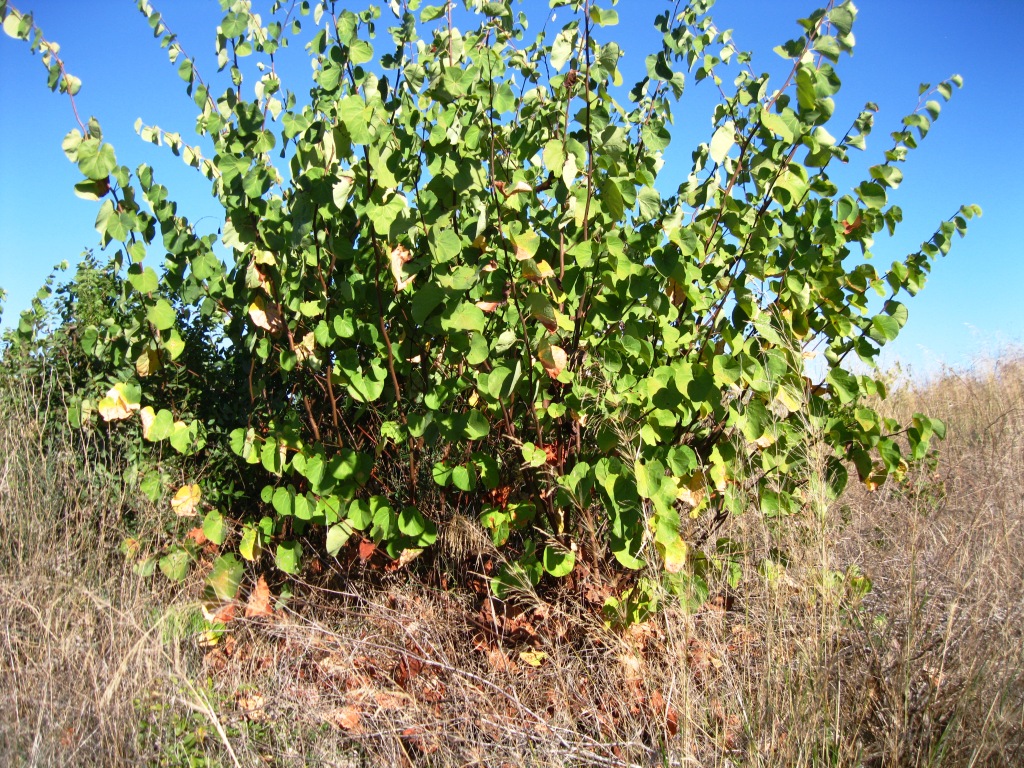 Image of Cercis siliquastrum specimen.