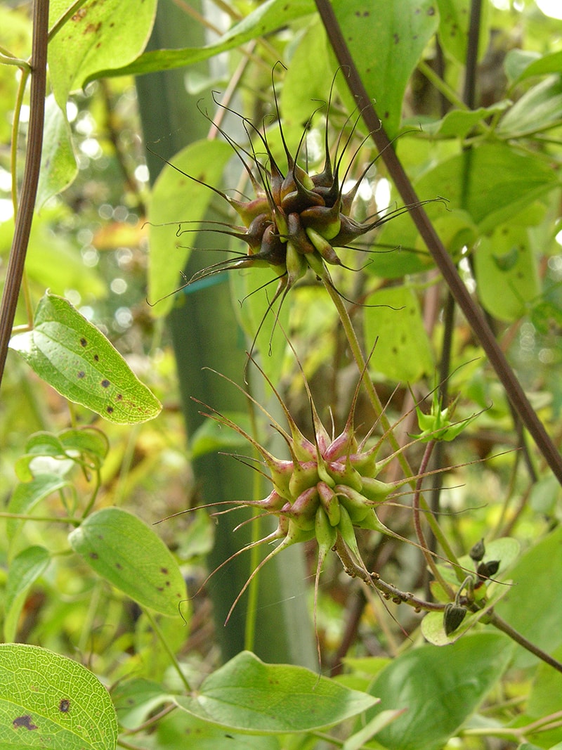 Image of Clematis pitcheri specimen.